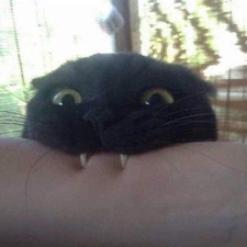 Felix