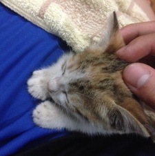 Trường Lê Doãn Việt 