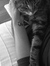 Nevyn M