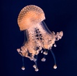 Medussilla