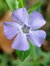 Vinca
