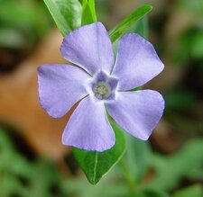 Vinca