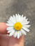 Matilde