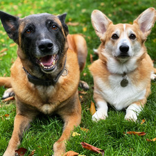 Obsessionnelle Compulsive