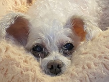 Janet