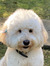 Chloe W...