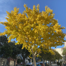 Laurel Fiske Brechtel