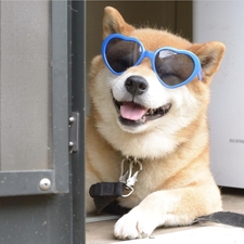 •• หางดาบ ••