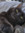 ori