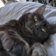 ori