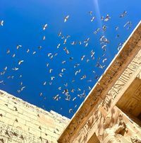 أسماء السايس