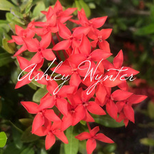 Ashley Wynter