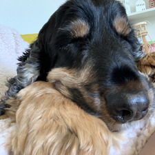 Rosie
