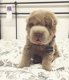 Reading and Other Loves