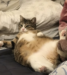 Jiji