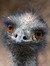 emu