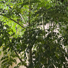 سارة العبيد