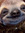 Sleepy Sloth