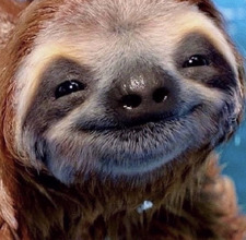 Sleepy Sloth