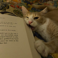 Ida Labella-Morrison