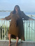 Donna M...