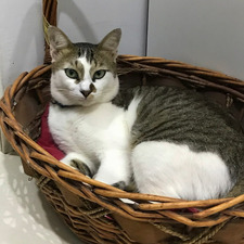 RoryTheNorthernLight