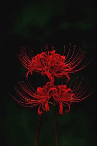 Lycoris radiata