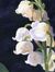 lilyofthevalley