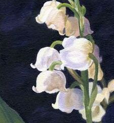 lilyofthevalley