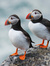 Puffin_...