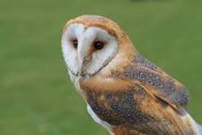 Tyto Alba