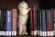 لمى الأحمدي