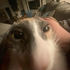 mady