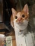 Tabitha