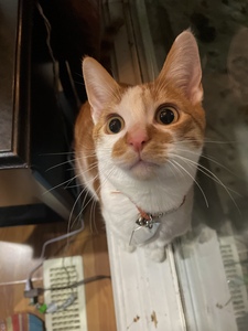 Tabitha