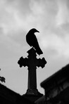 Crow On a Cross