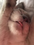 Aryn