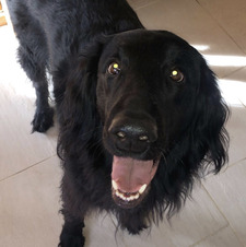 Arwen