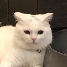 thisisnotacat