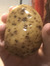 Potato