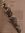 Jess
