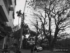 দাঁড়কাক