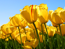 Malu Rguez