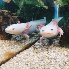 ⑇ ⑈ ⑉ anais ⎔ ⬢ ⟡ ❨