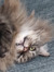 Greta W...