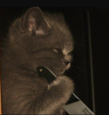 Sharfaa (Killer Kat)