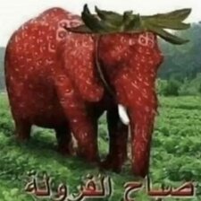 صباح الفرولة