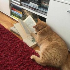 ديمــة الدوسري