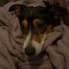 Georgie