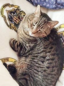 Hazel Grace Lancaster